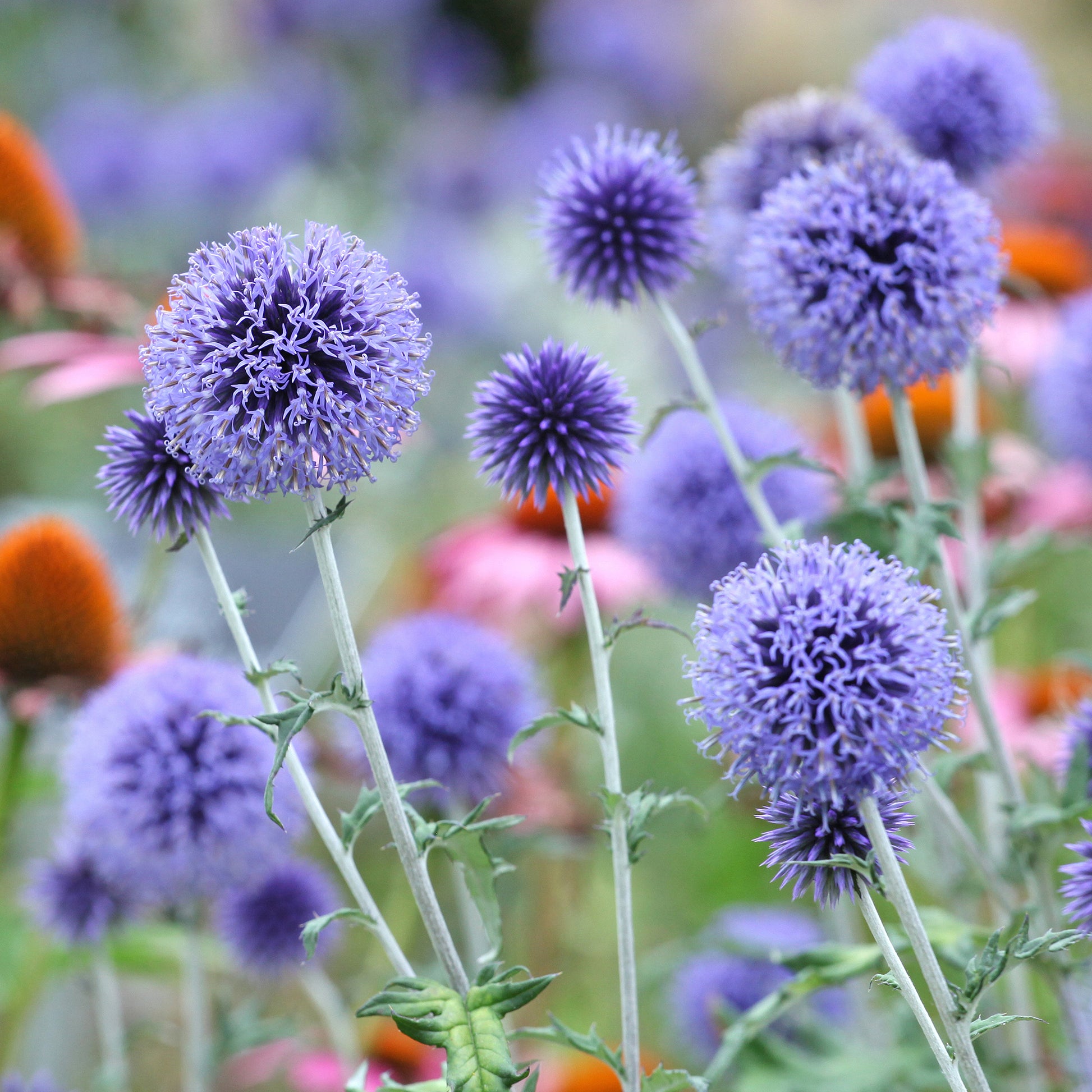 Echinops ritro Veitch's Blue - Kogeldistel Vetritch Blue - Vaste planten
