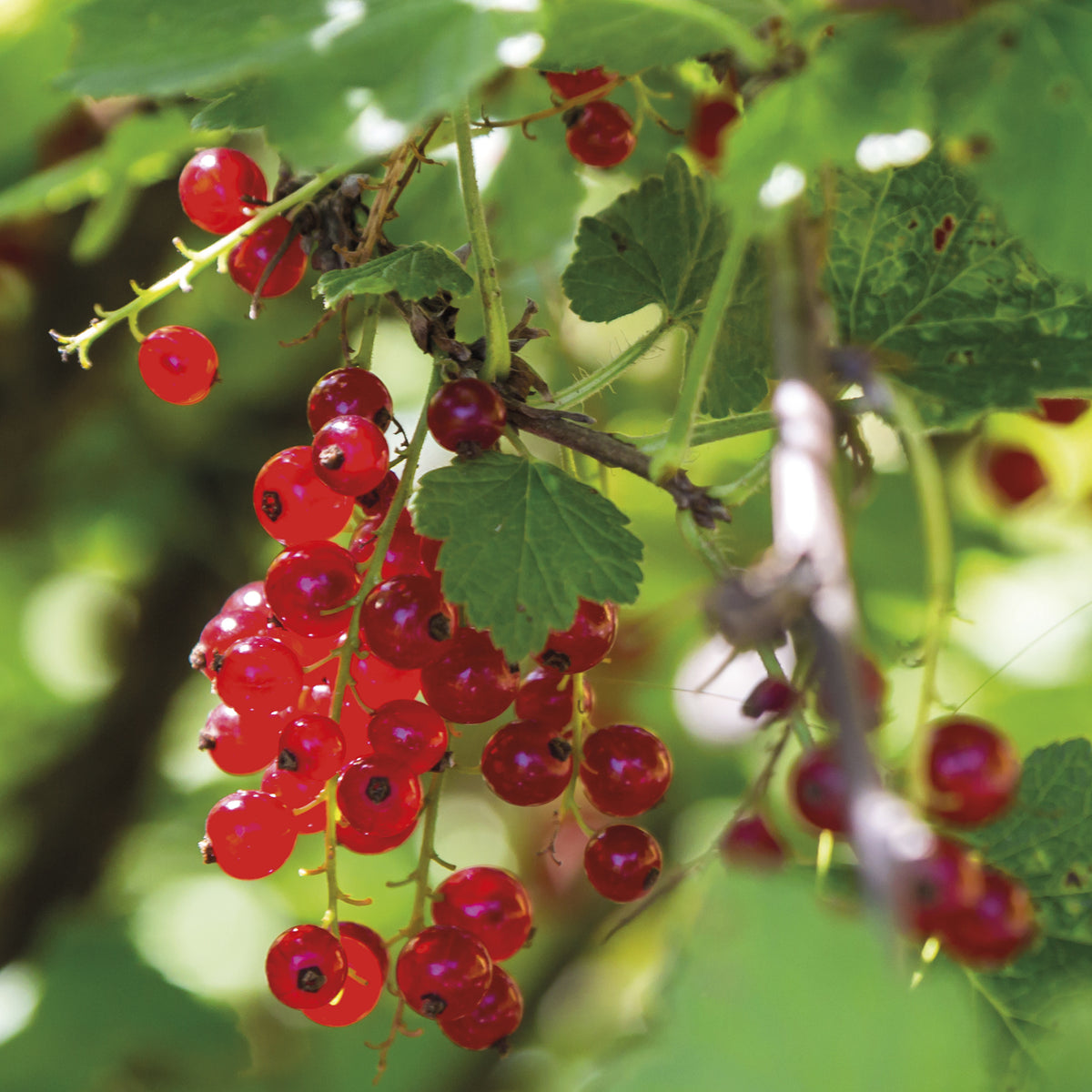 Aalbes 'Rovada' - Ribes rubrum rovada - Bakker