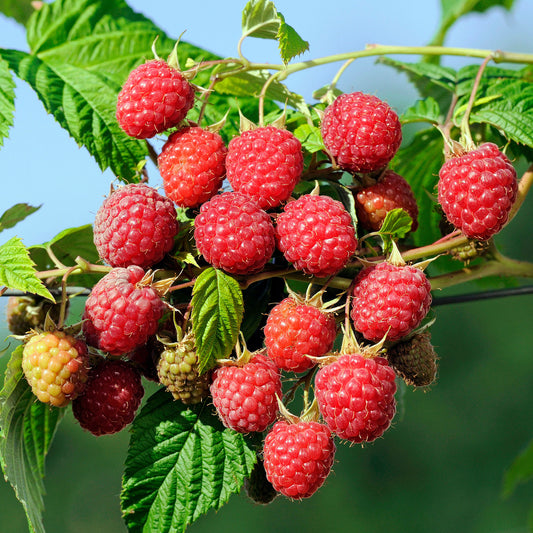 Herfst framboos Autumn First - Bakker