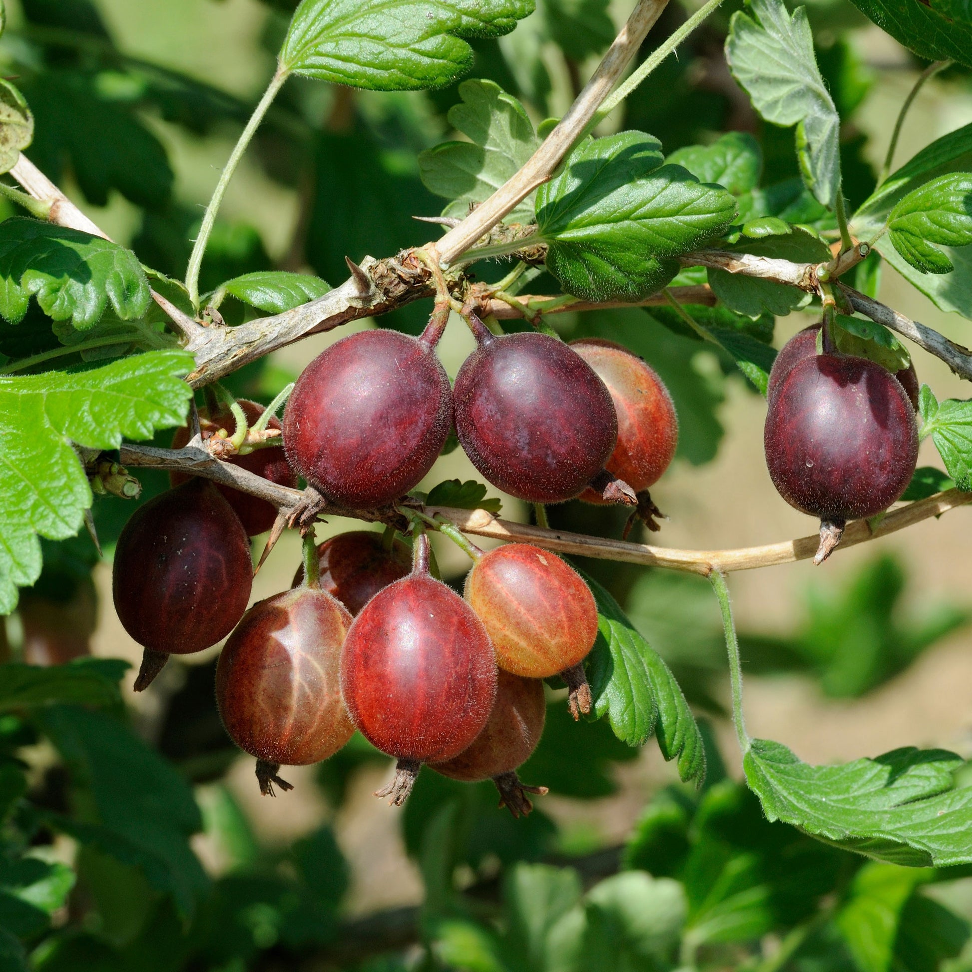 Kruisbes 'Captivator' - Bakker