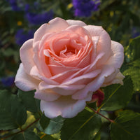 Roos Clair™ 'Renaissance'® - Bakker