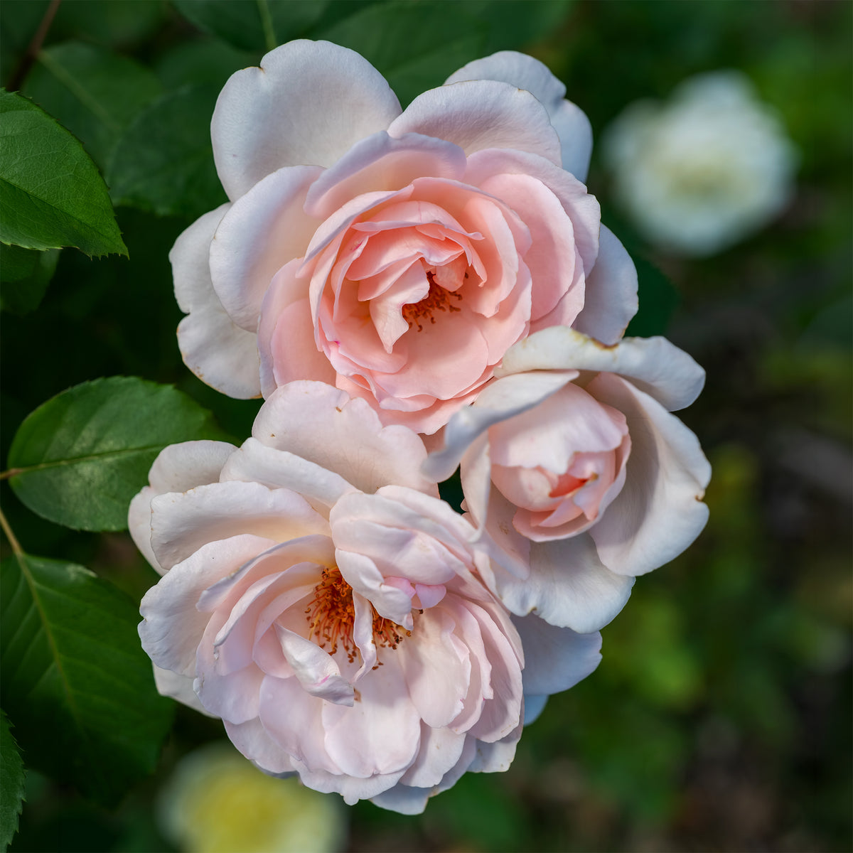 Roos Clair™ 'Renaissance'® - Rosa clair™renaissance ® - Bakker