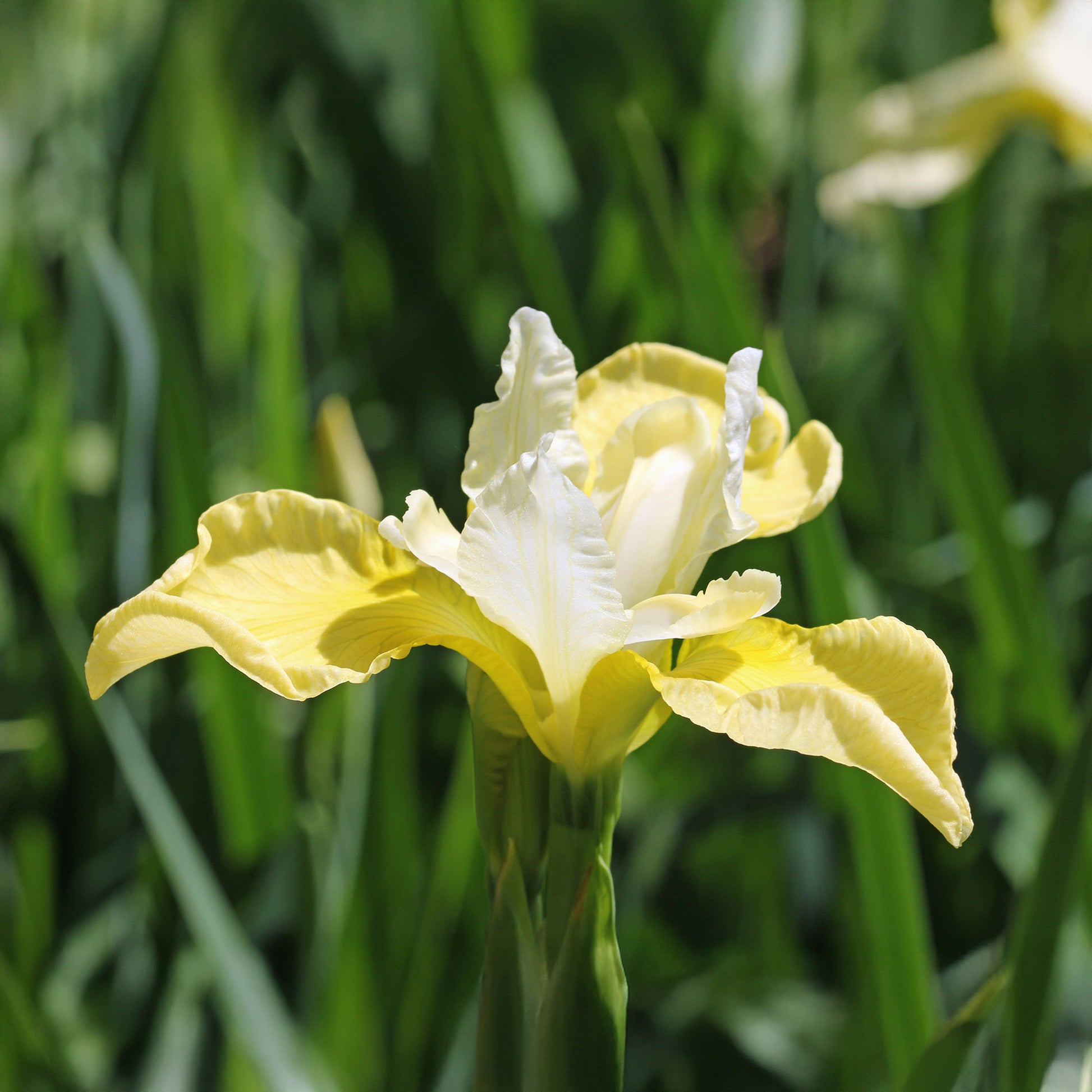 Iris sibirica 'butter and sugar' - Siberische iris 'Butter and Sugar' - Iris sibirica - Siberische lis
