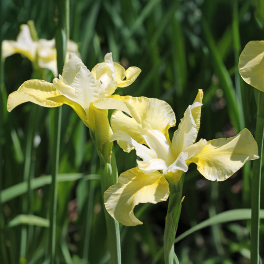 Siberische iris 'Butter and Sugar' - Bakker