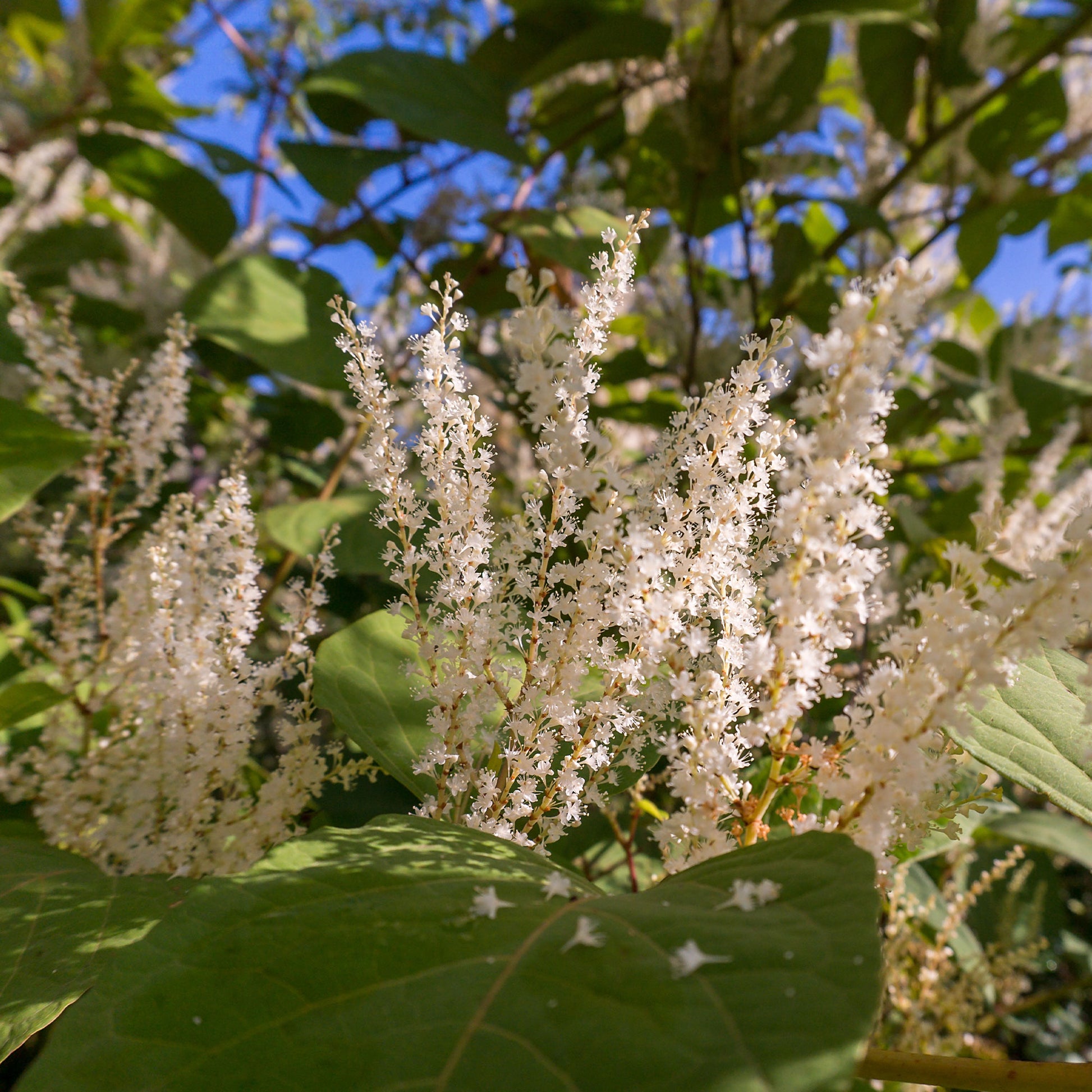Bloemwilg - Itea virginica Henry's Garnet - Bakker