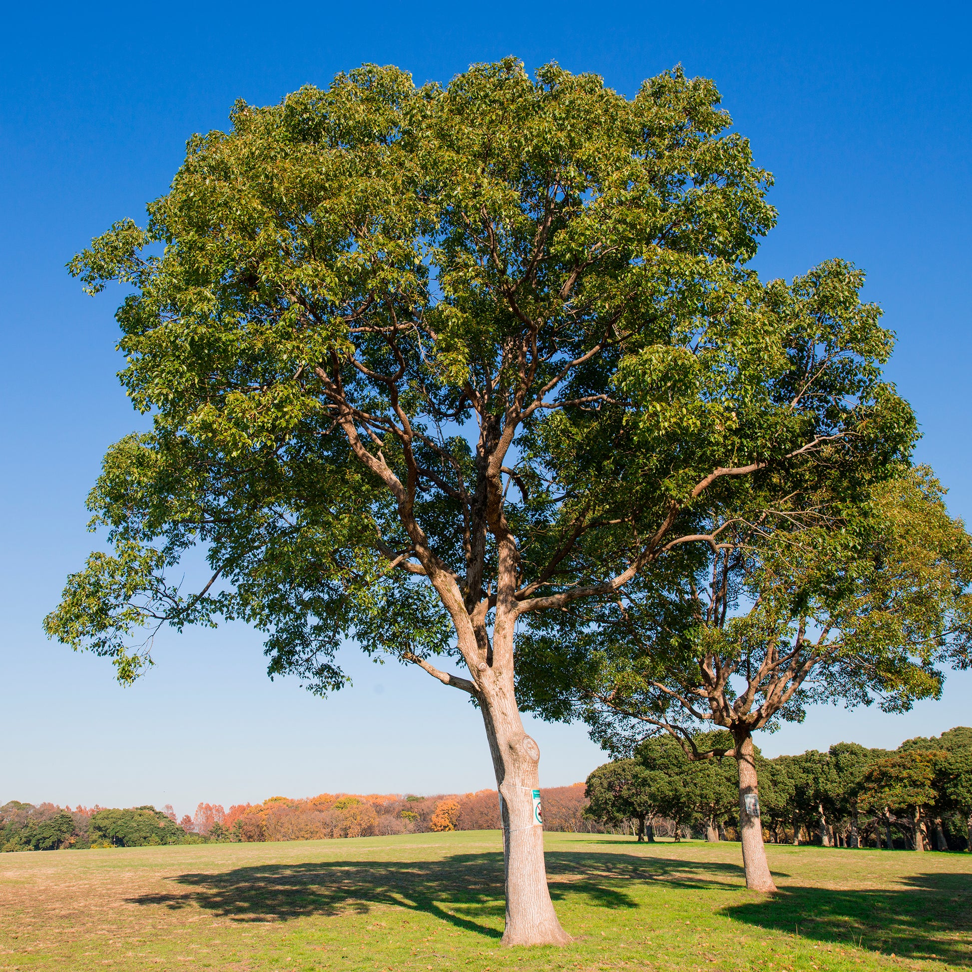 Cinnamomum camphora - Kamfer - Bomen