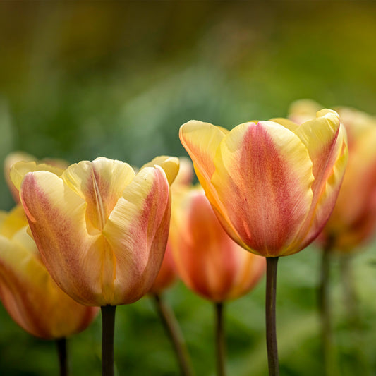 Tulpen Triomphe Apricot Foxx - Bakker