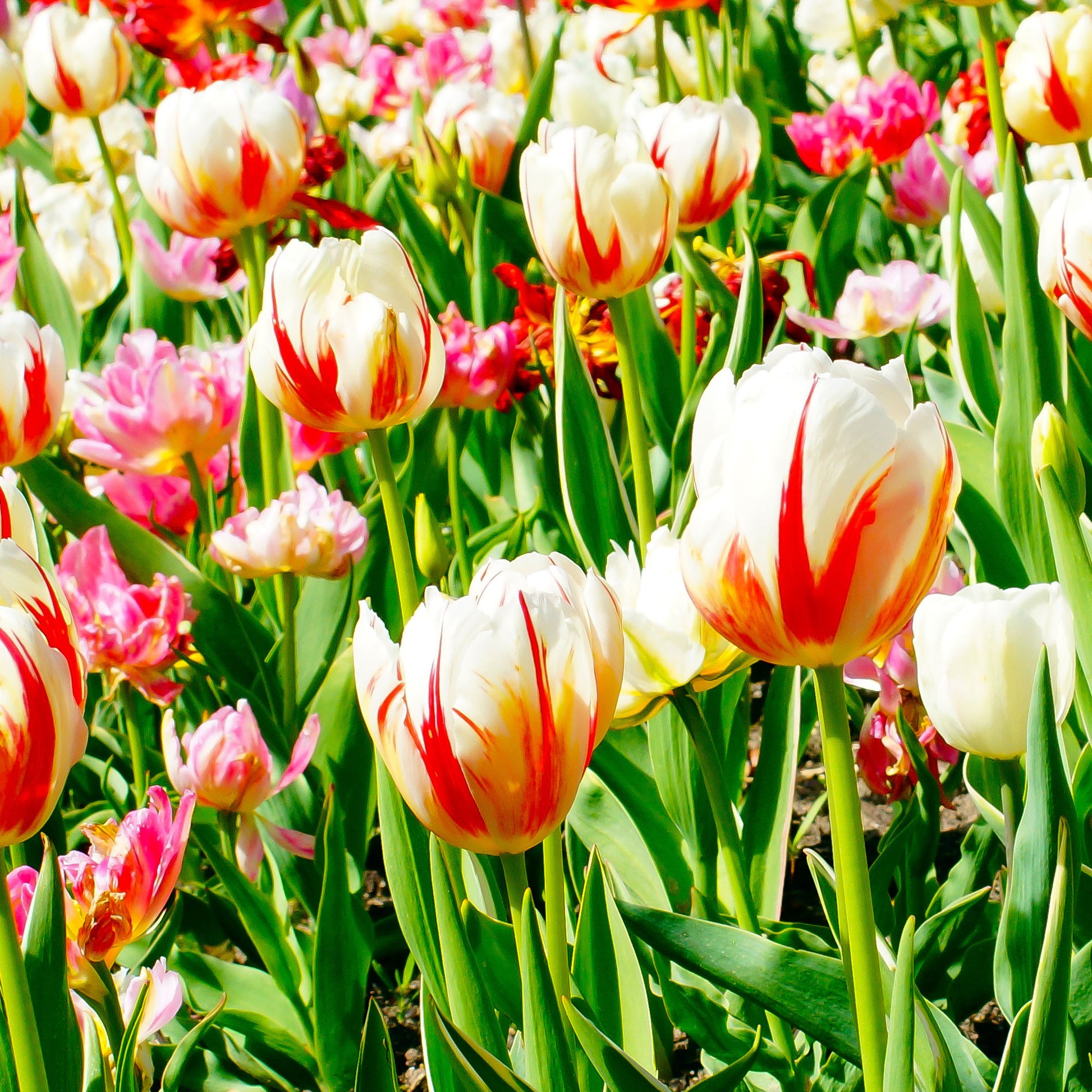 Tulpen Triomphe Carnaval de Rio - Tulipa 'carnaval de rio' - Bakker