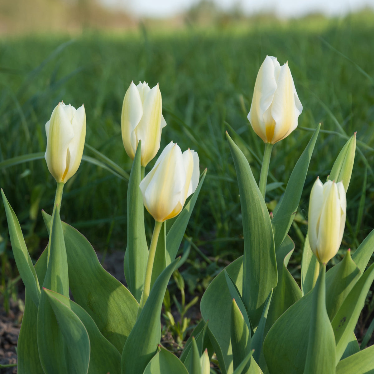 Tulpen Fosteriana Purissima - Tulpen - Bakker