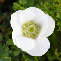 Anemonen coronaria The Bride