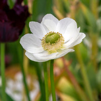 Anemonen coronaria The Bride