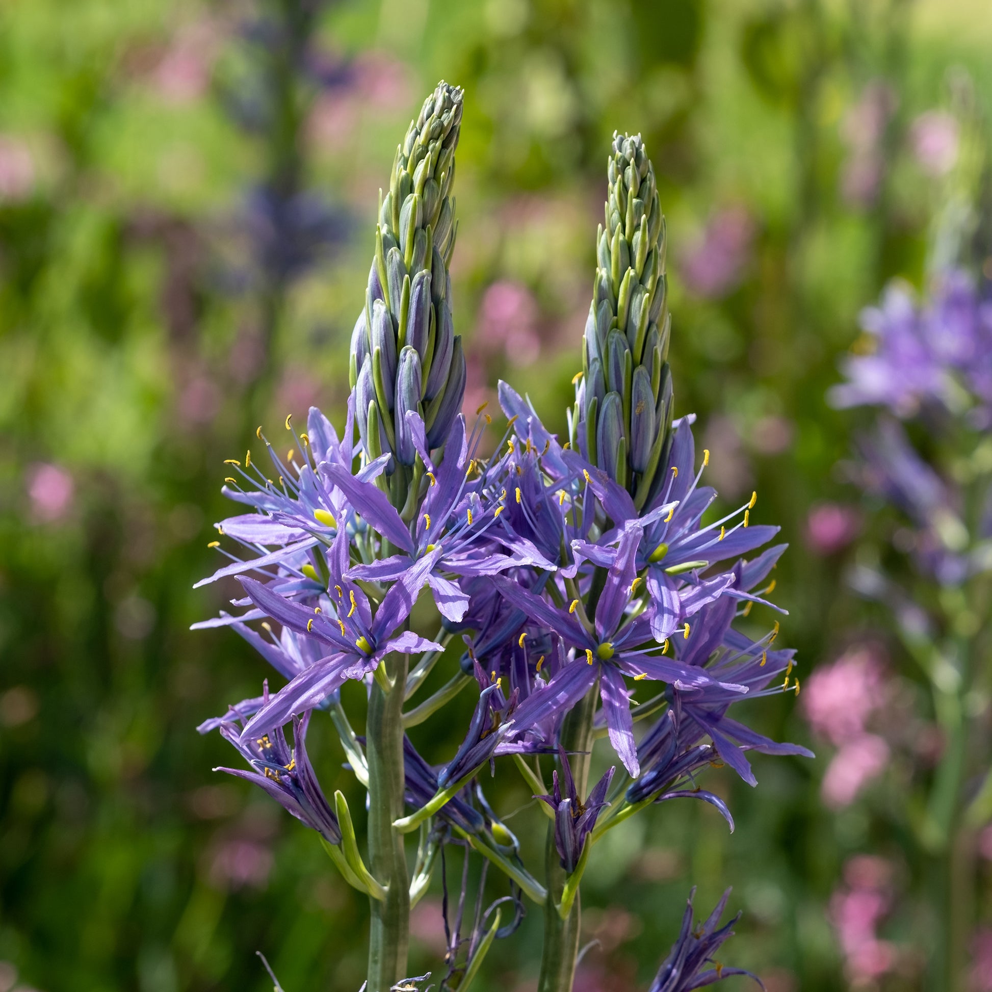 Blauwe Leichtlins camassia's - Camassia leichtlinii suksdorfii - Bakker