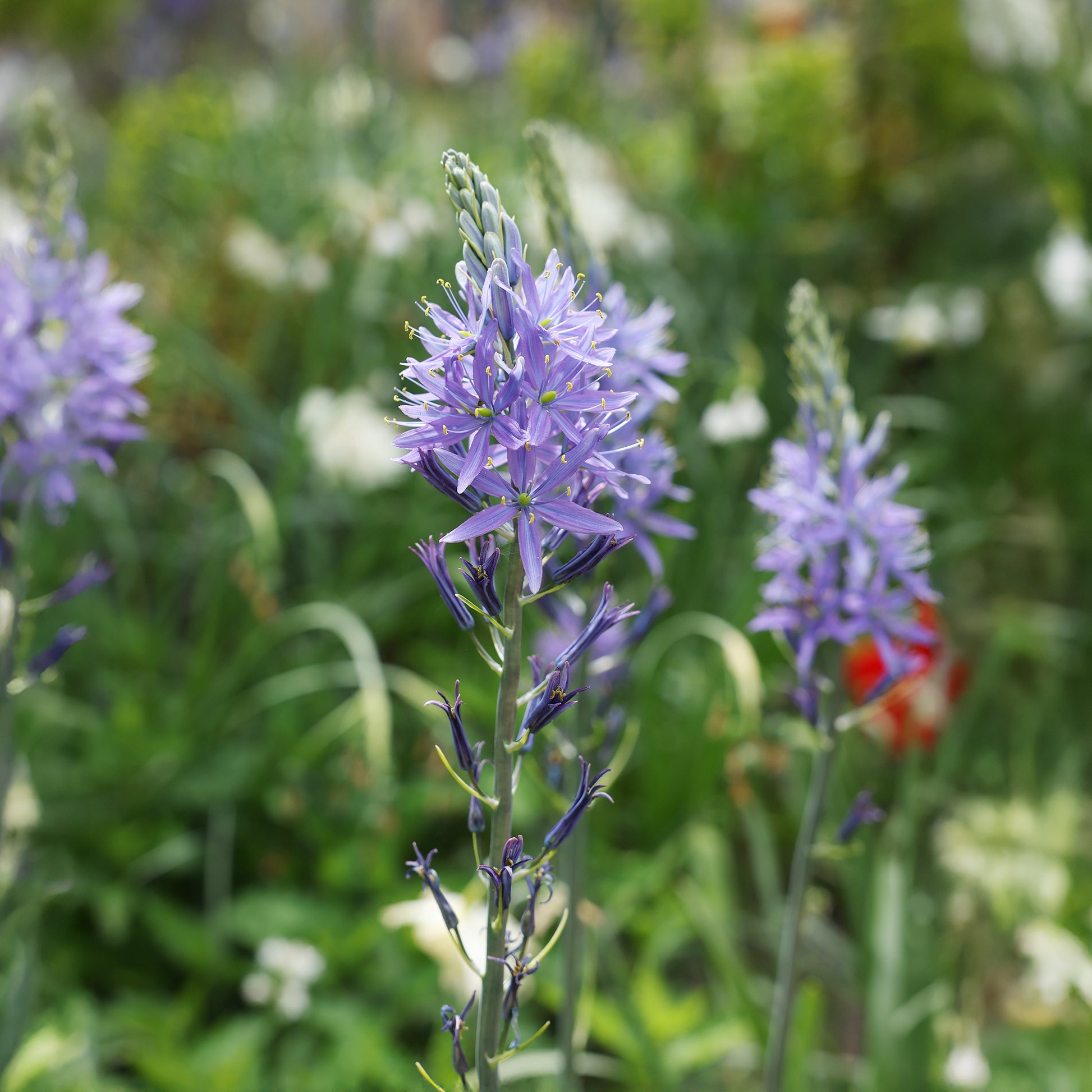 Voorjaarsbloeiers - Blauwe Leichtlins camassia's - Camassia leichtlinii suksdorfii