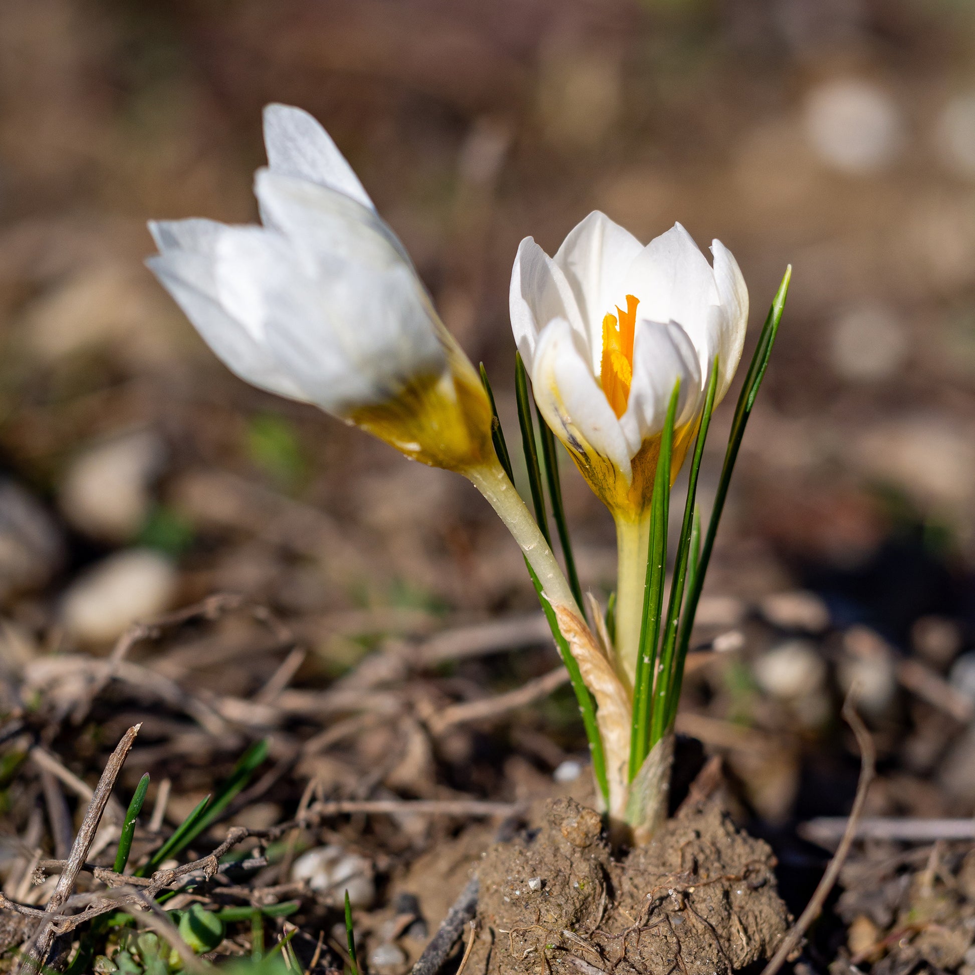 Krokus - Crocussen Ard Schenk - Crocus Ard Schenk