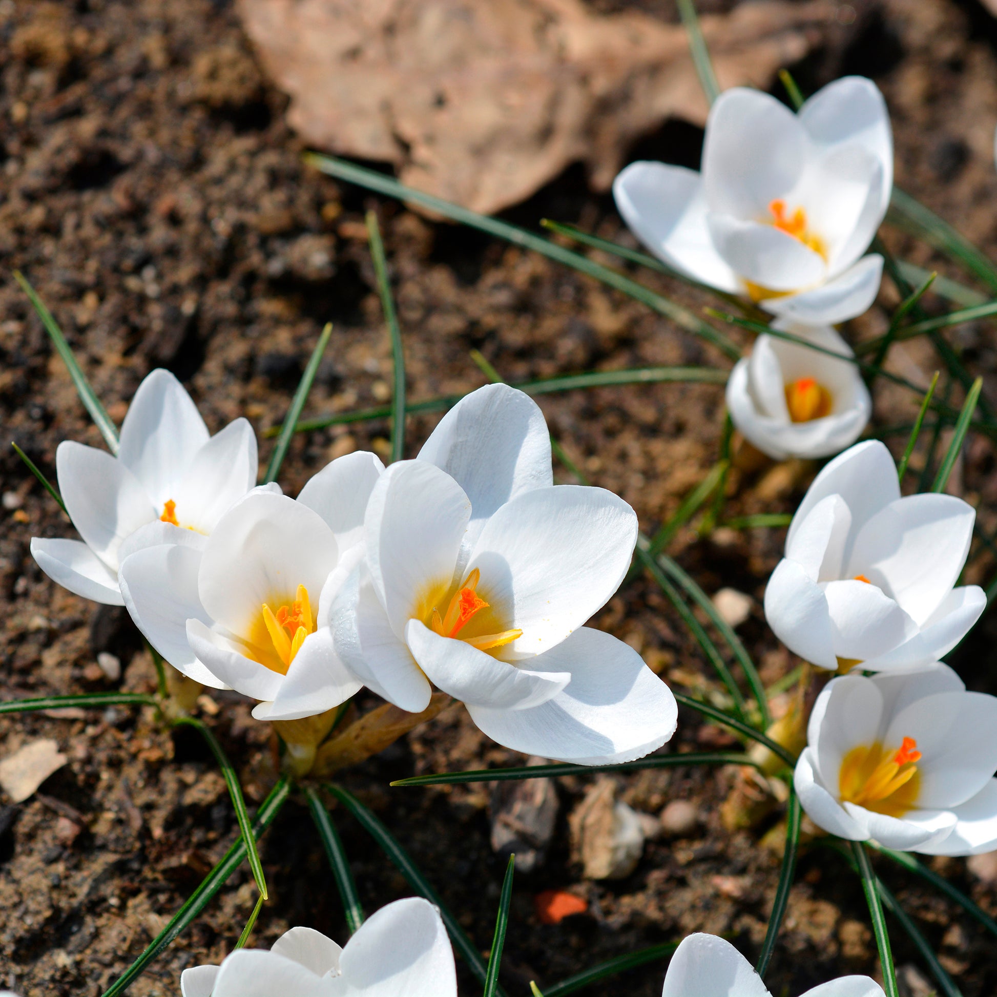 Crocussen Ard Schenk - Crocus Ard Schenk - Bakker