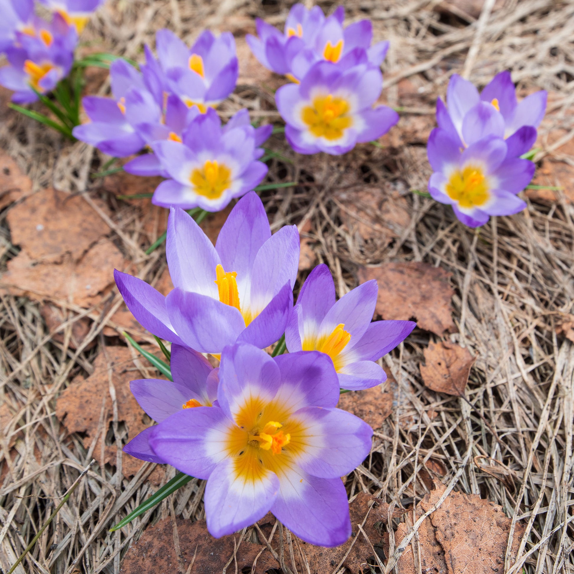 Prachtige Crocussen Tricolor - Crocus nivalis 'tricolor' - Bakker