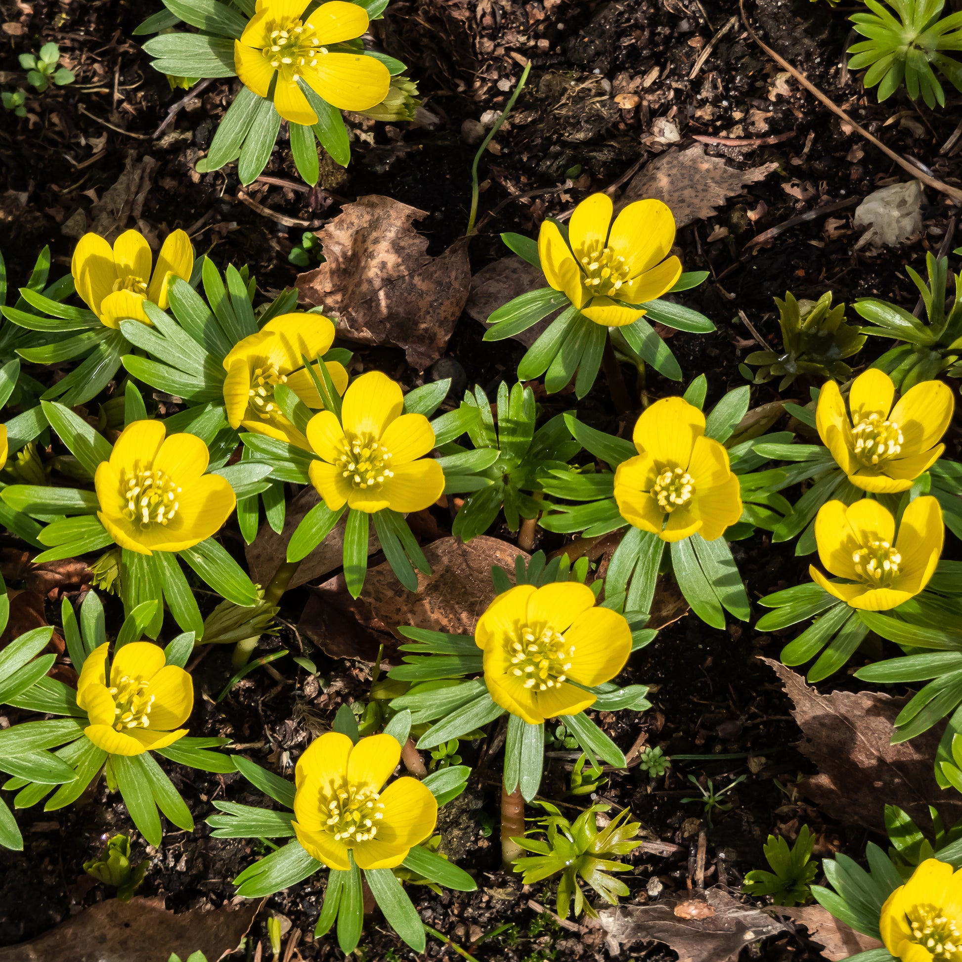 Helleborussen - Eranthis hyemalis - Bakker