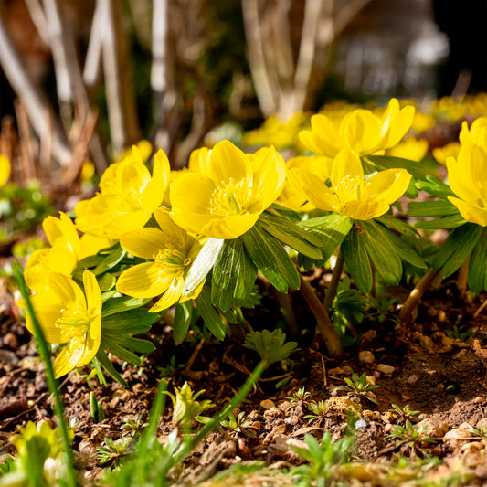 Helleborussen - Bakker