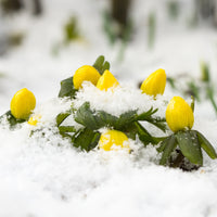 Eranthis hyemalis - Helleborussen - Vaste planten