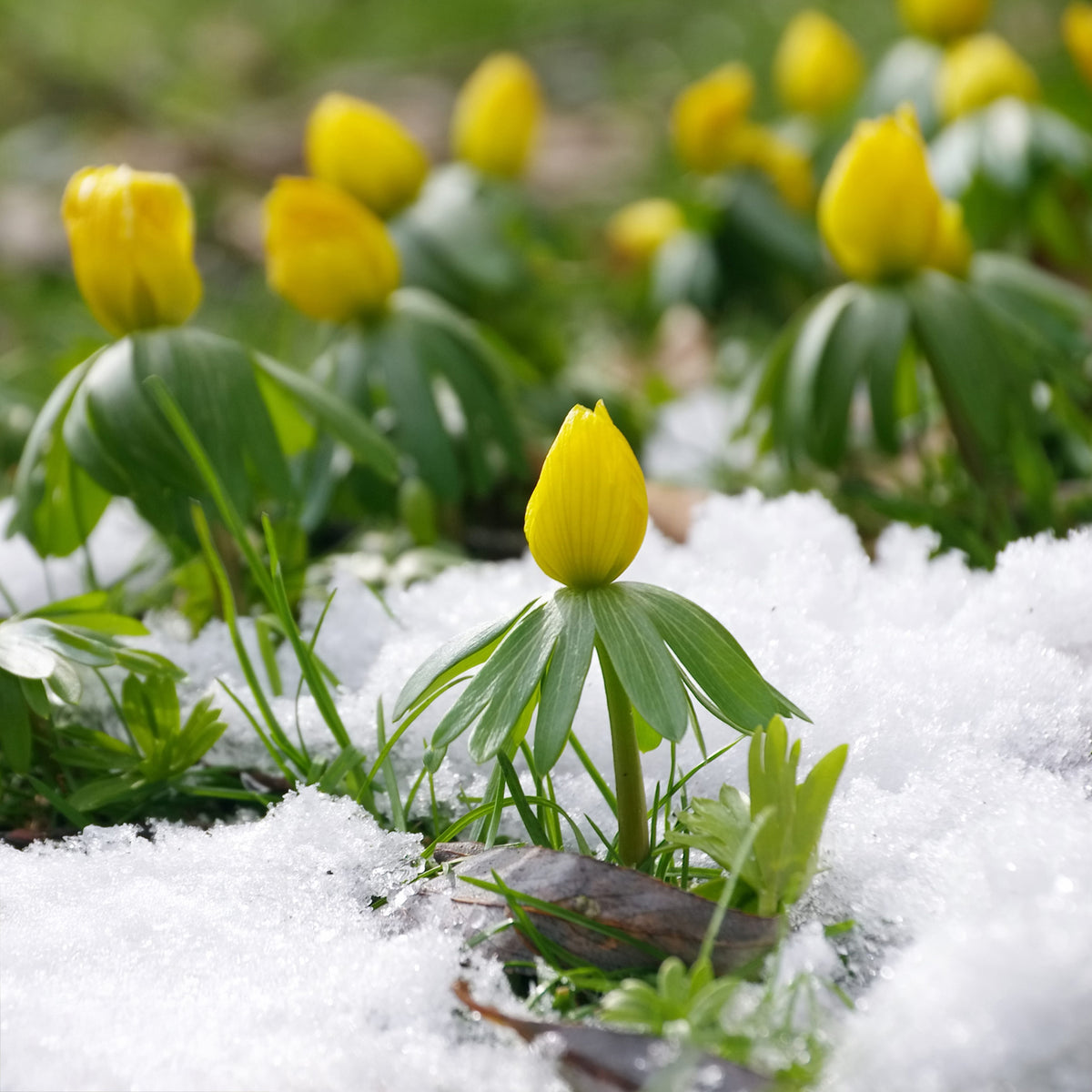 Vaste planten - Helleborussen - Eranthis hyemalis