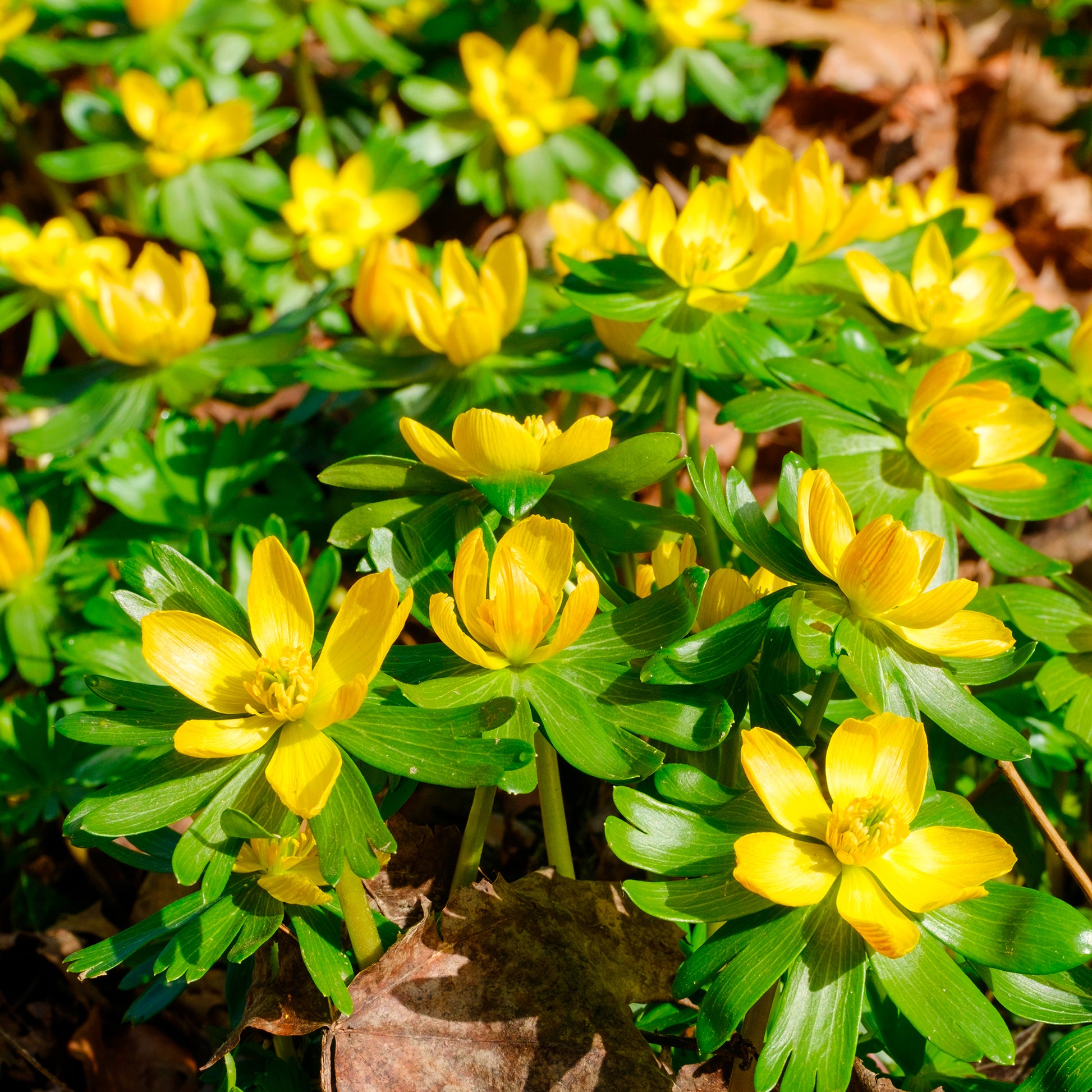 Verkoop Helleborussen