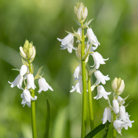 Witte Spaanse hyacinten - Hyacinthoides 'hispanica white' - Bakker