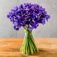 Hollandse Iris Purple Sensation - Iris 'Purple Sensation' - Bakker