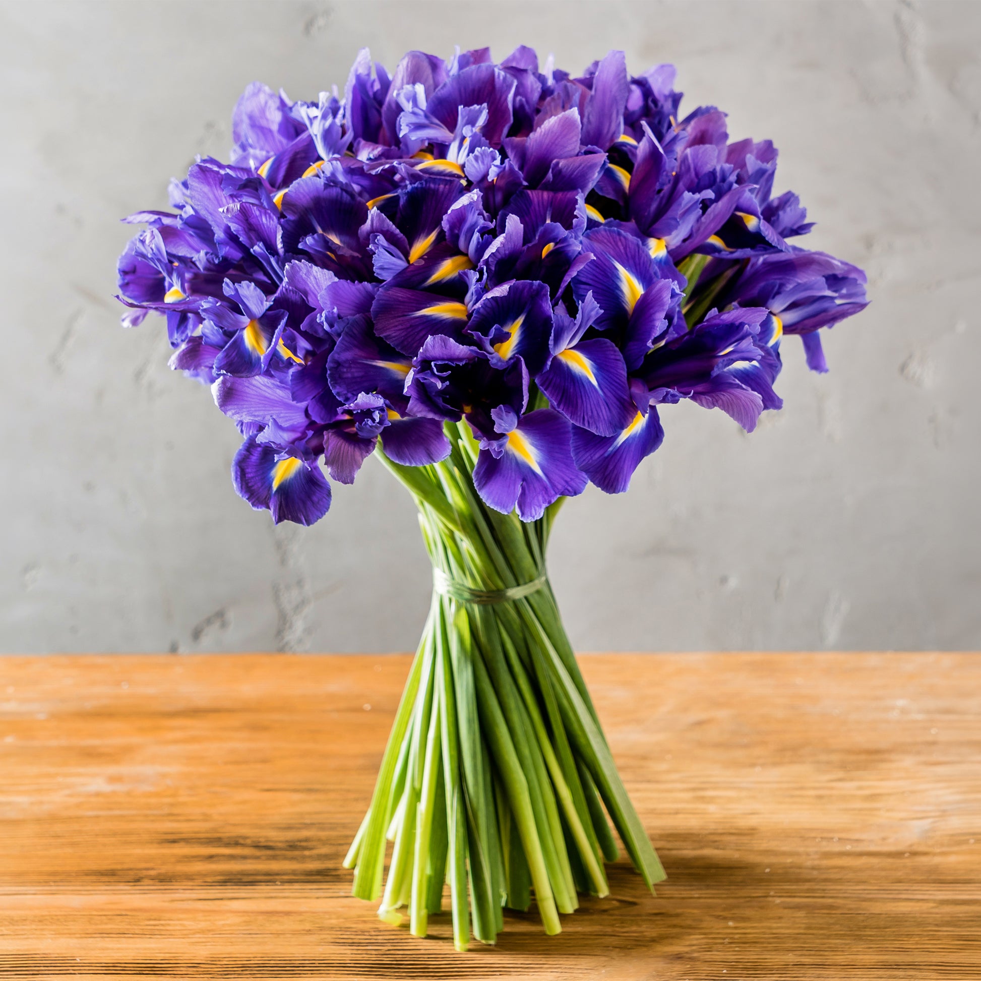 Hollandse Iris Purple Sensation - Iris 'Purple Sensation' - Bakker