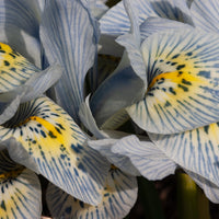 Reticulata Iris Katherine Hodgkin - Iris reticulata katharina hodgkin - Irissen - Iris