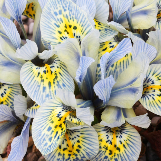 Reticulata Iris Katherine Hodgkin - Iris reticulata katharina hodgkin - Bloembollen