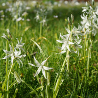 Voorjaarsbloeiers - Knikkende Vogelmelk - Ornithogalum nutans