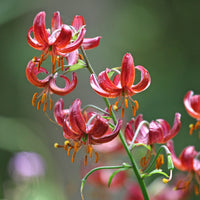 Lelie - Turkse lelie Claude Shride - Lilium Claude Shride