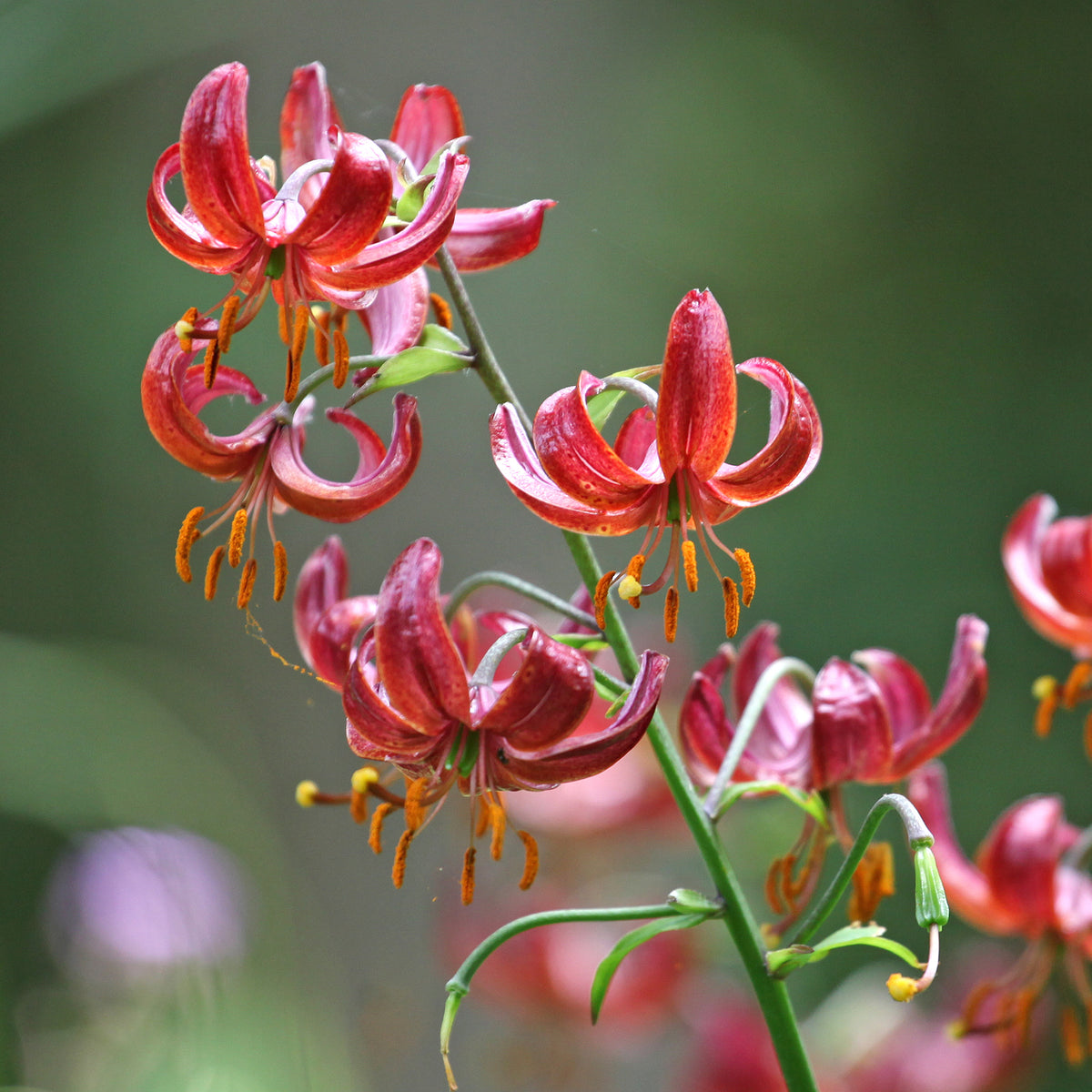 Lelie - Turkse lelie Claude Shride - Lilium Claude Shride
