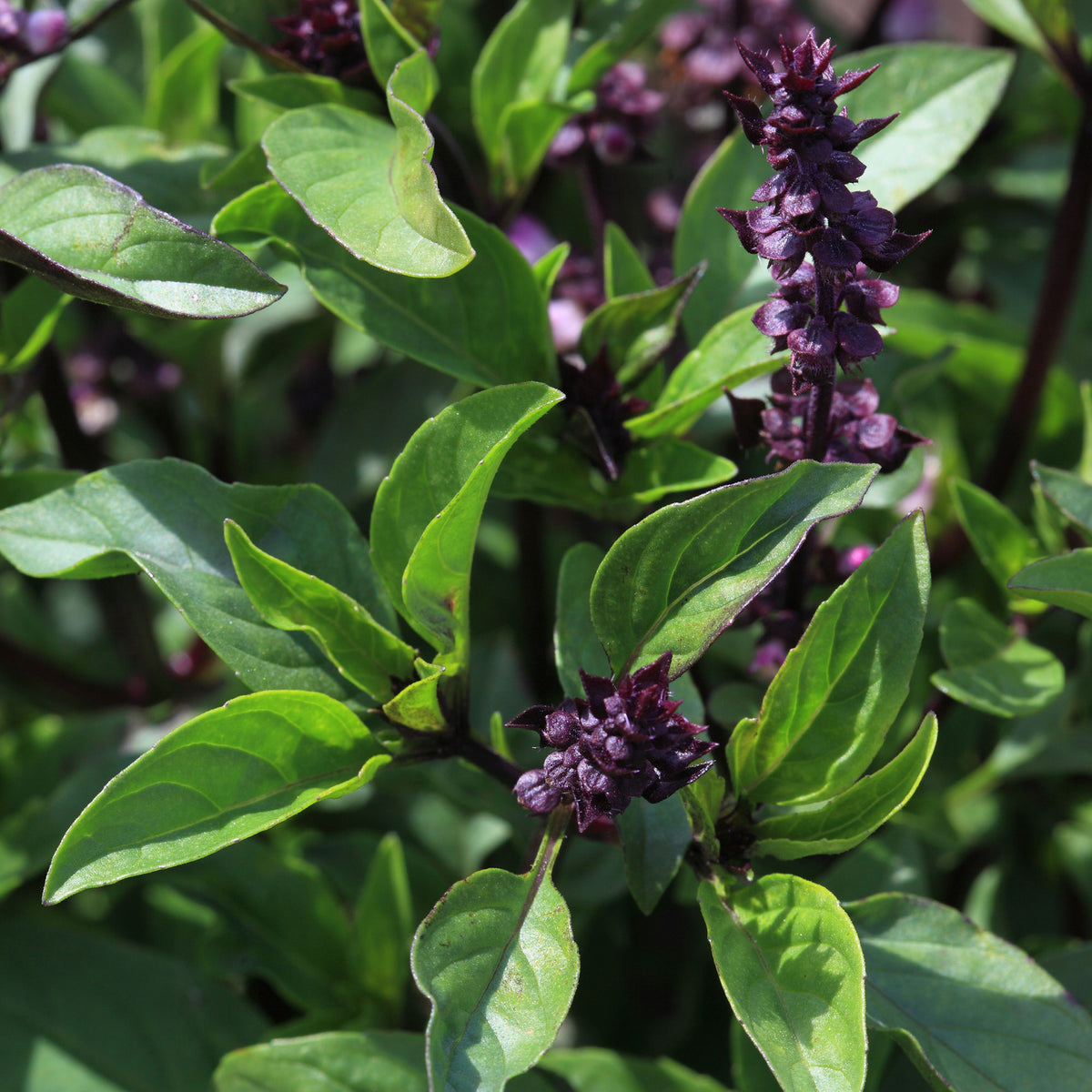 Ocimum basilicum var. thyrsiflora - Thaise basilicum - Kruidenplanten