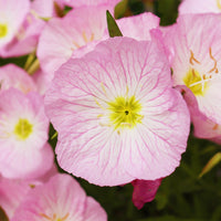 Teunisbloem 'Siskiyou Pink' (x2) wit - Bakker