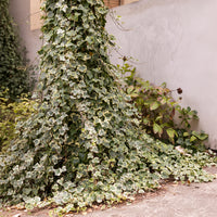 Klimop 'Goldchild' - Hedera helix Goldchild - Bakker