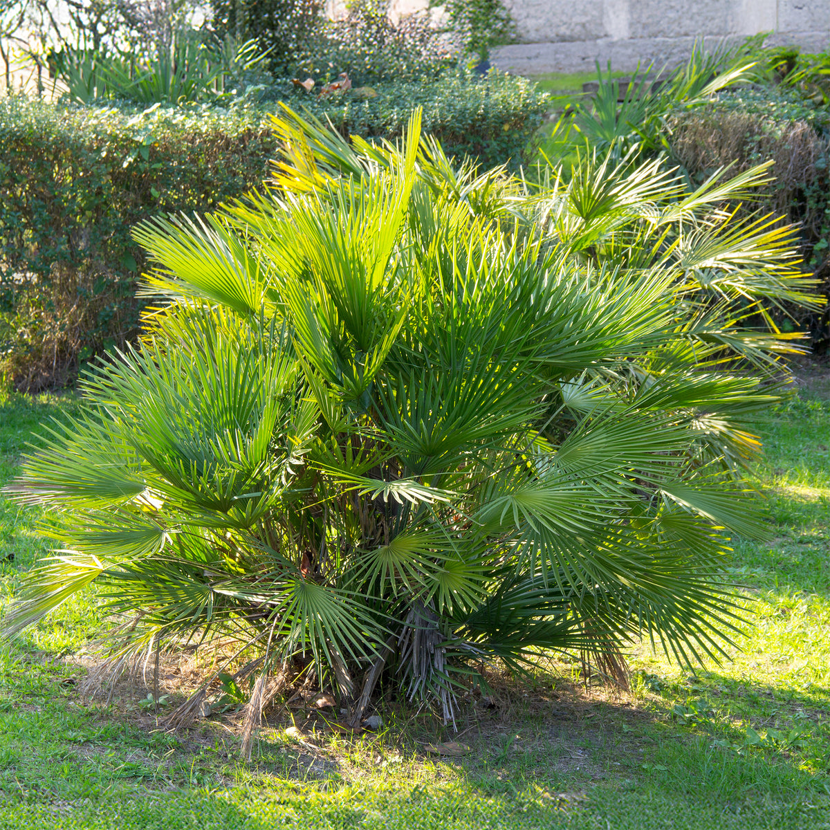 Tuin palmboom - Chamaerops humilis - Bakker