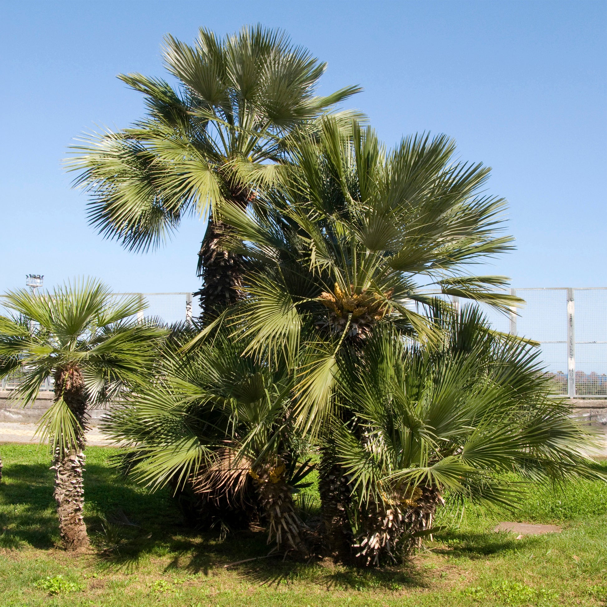 Tuin palmboom - Chamaerops humilis - Bakker