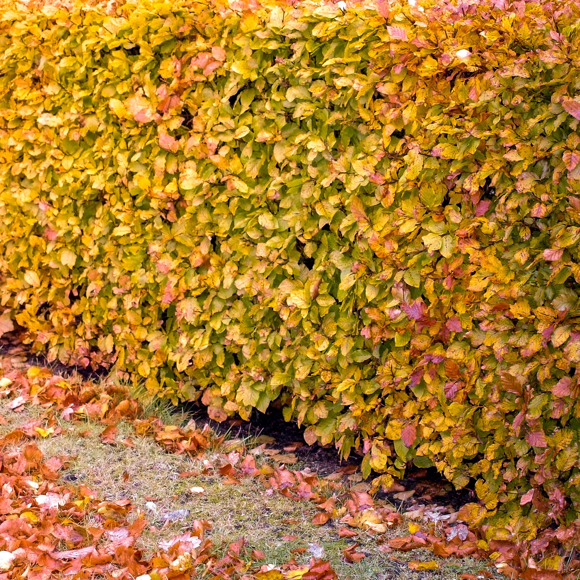 Fagus sylvatica - Beukenhaag #1 - Beuk en Haagbeuk
