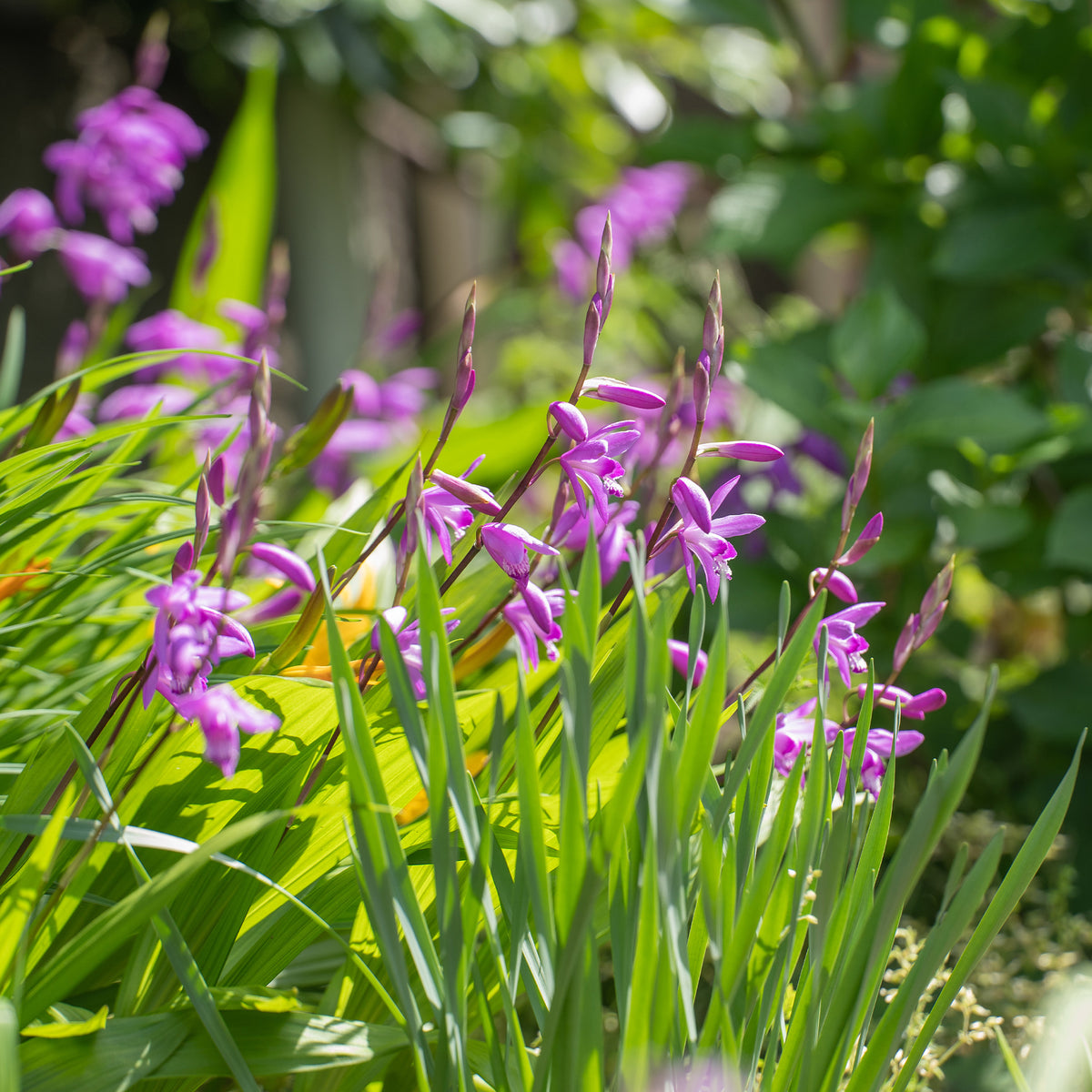 Hyacint Orchidee - Bakker
