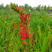 Scharlaken Lobelia - Lobelia cardinalis - Bakker