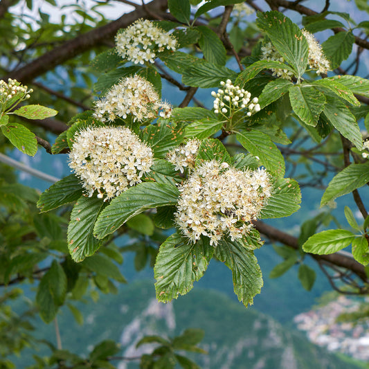 Wollige sneeuwbal - Bakker