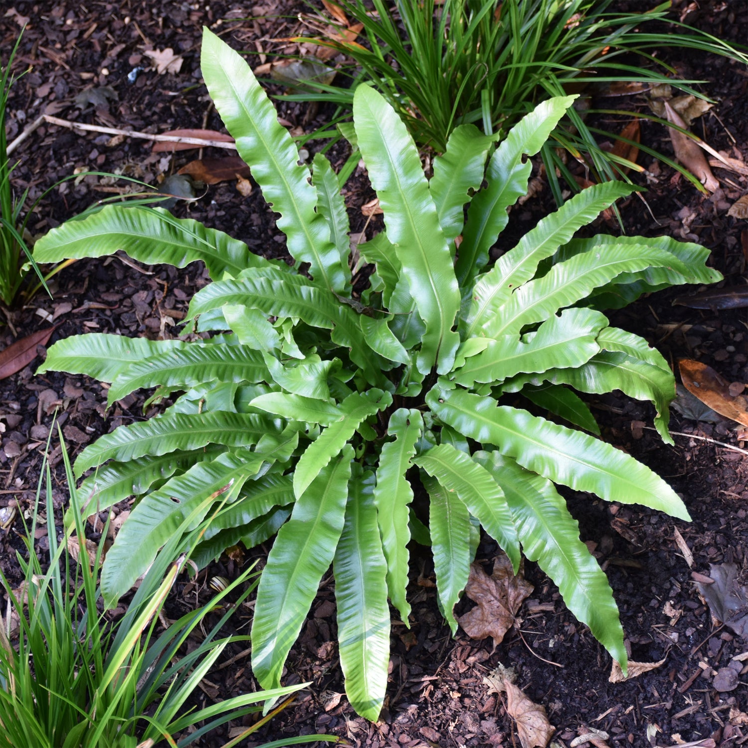 Asplenium - Streepvaren