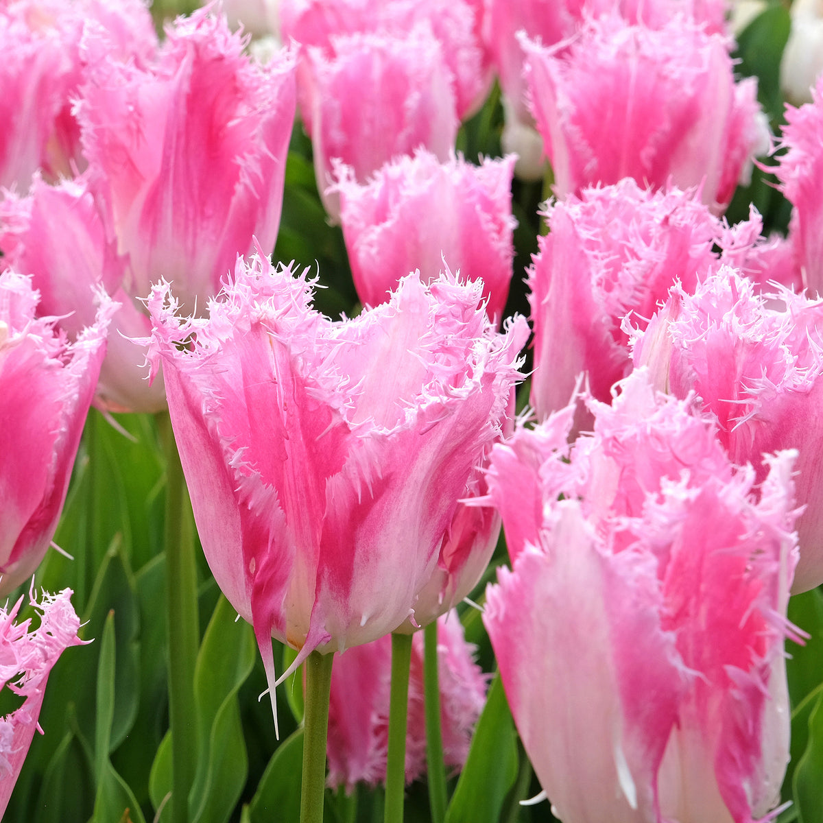 Gefranjerde tulp Huis ten Bosch (x20)