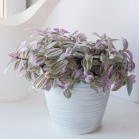 Tradescantia zebrina - Bakker