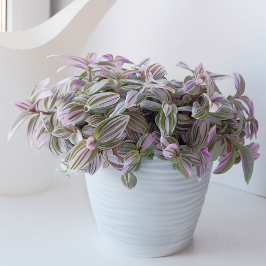 Tradescantia zebrina - Bakker