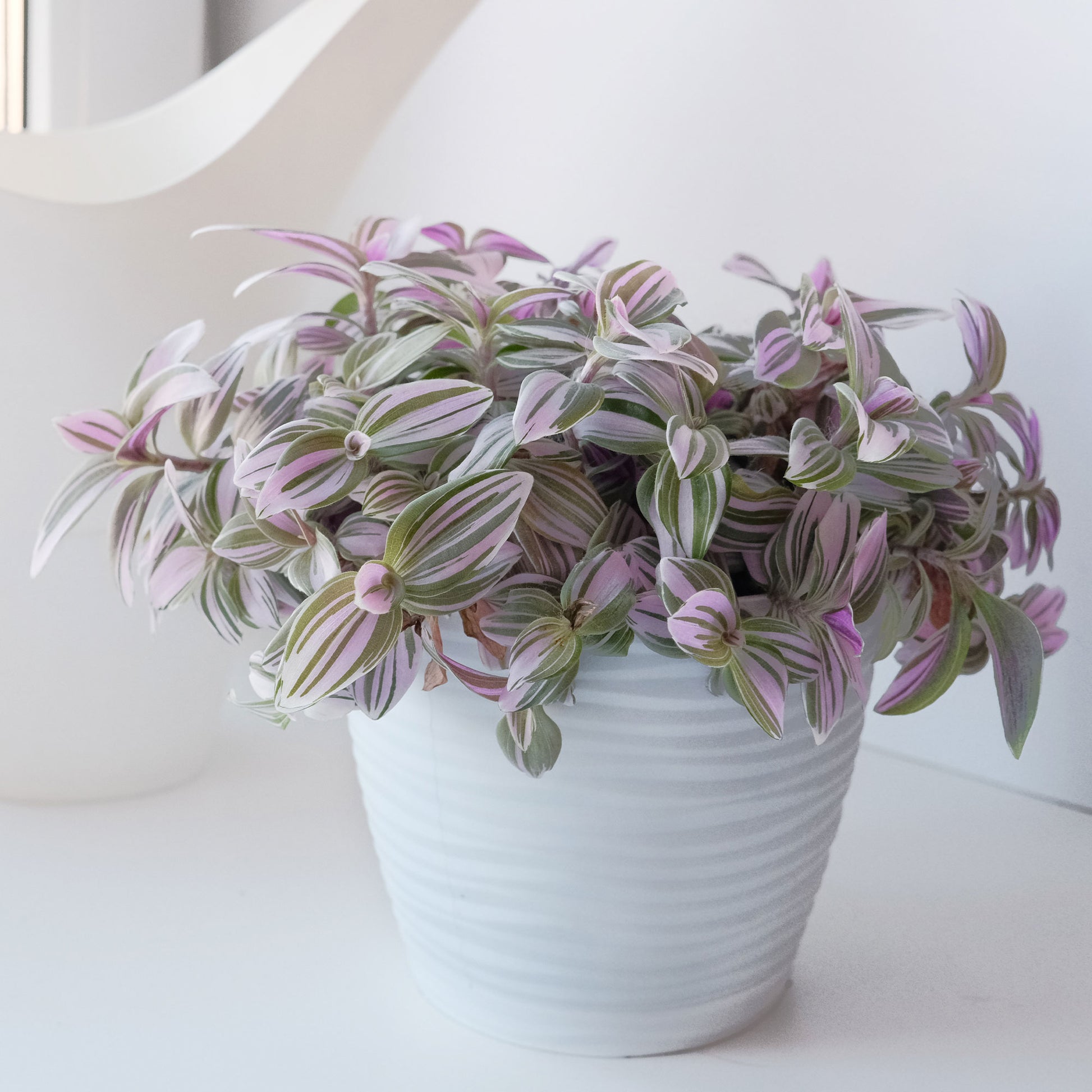 Tradescantia zebrina - Bakker