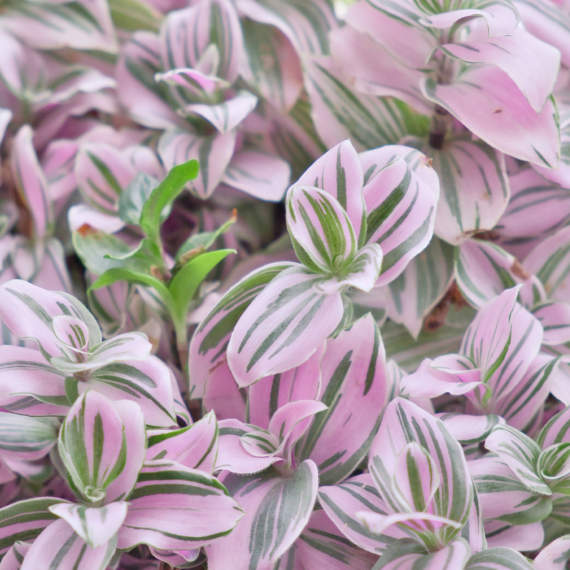 Tradescantia zebrina - Tradescantia Nanouk - Bakker