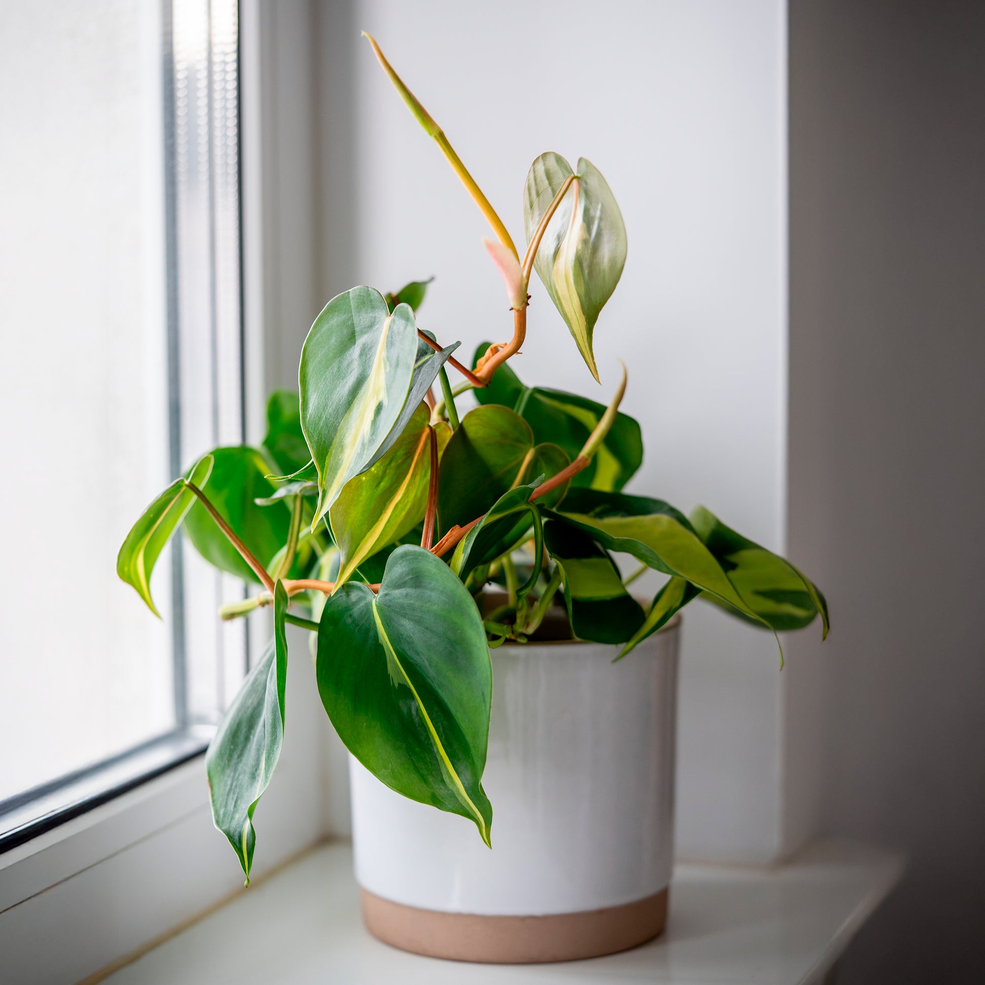 Philodendron Monstera Brasil - Bakker