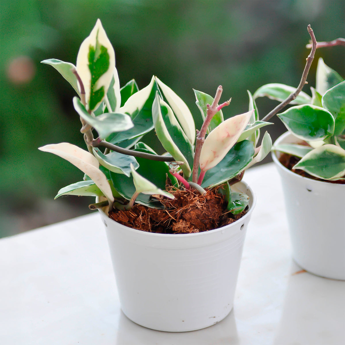 Wasplant - Hoya carnosa Krimson Queen - Bakker